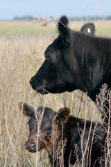 Rodeo angus en la pampa humeda en Argentina