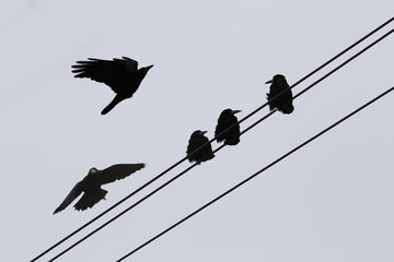 Crows in windy weather near the transmission line on a background of gray sky