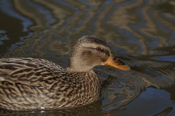 Canard