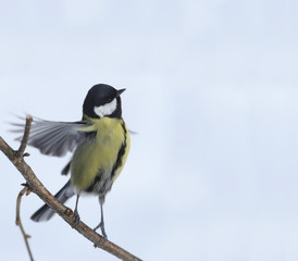        Titmouse standing on a branch, spread their wings... 