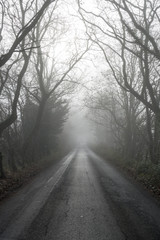 Fototapeta na wymiar Misty Winter Road