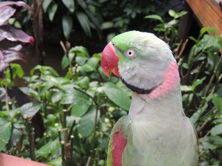 Perruche Alexandre (Psittacula eupatria)