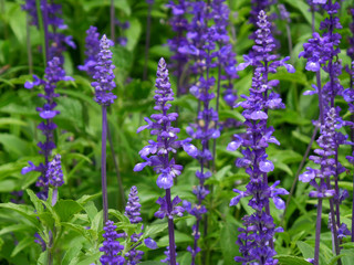 Vibrant purple lavender flowers in the green field 