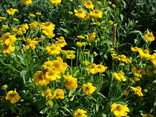 Obraz premium Plant Flower Garden Nature