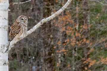 Barred Owl Perched in Birch Tree