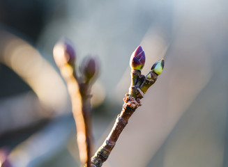 Single oak branch with new leaves in cold day shiny light