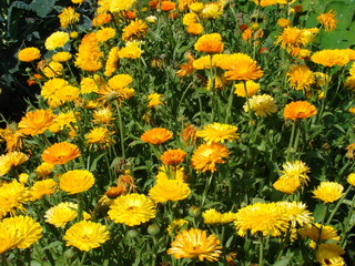 Plant Flower Garden Nature