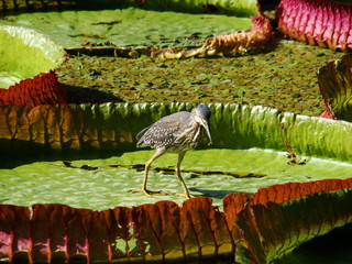 Victoria Regia Plant Flower