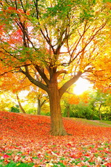 Naklejka premium Autumn leave