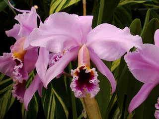 Flower Nature Plant Orchid