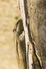 Squirrel climbing up a tree