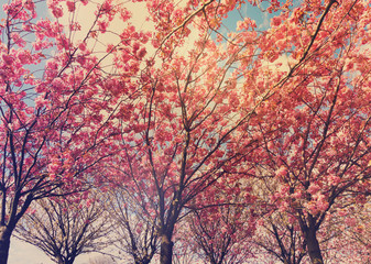 Blooming pink cherry tree with flowers in spring, retro toned