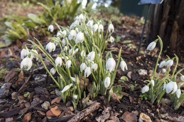 Early Snowdrops