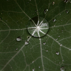 Drop of morning dew on a flower leaf