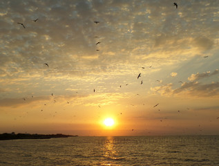 Breathtaking view of many Seagulls flying against the rising sun and golden cloudy sky on the Gulf of Thailand