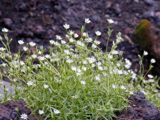 富士登山中に見かけたイワツメクサ(富士山)
