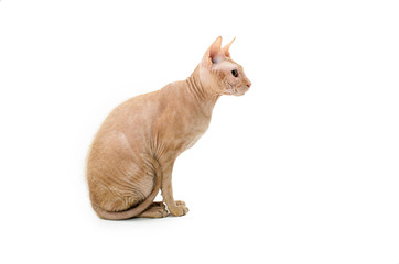 cat, Canadian Sphynx, close up, isolated on white background