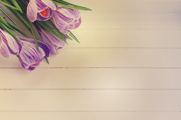 Violet crocus flowers on white wooden planks with copy space, retro toned
