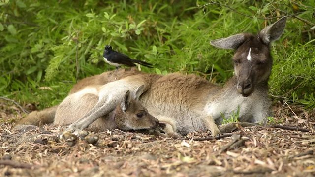 K&auml;nguru Mutter mit Jungtier, Joey, Kangaroo, Westaustralien, Australien, Down Under, Video