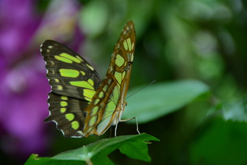 Schmetterling