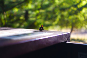 Resting butterfly