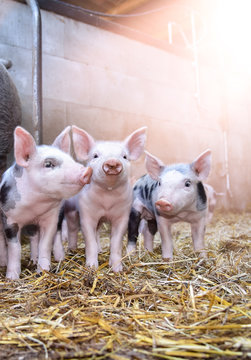 Sweet - three young piglets in straw, Sunshine