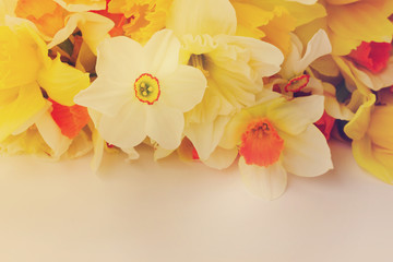 Fresh spring Light and dark yellow daffodils border on white desktop , retro toned