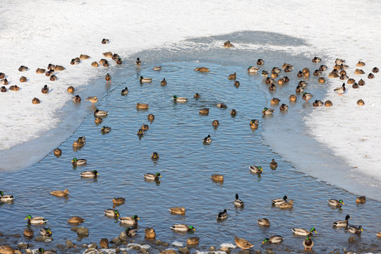 a lot of ducks on the frozen river in winter