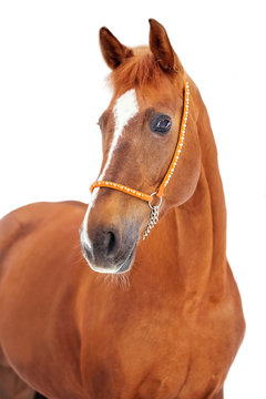 Portrait of a red horse on a white background