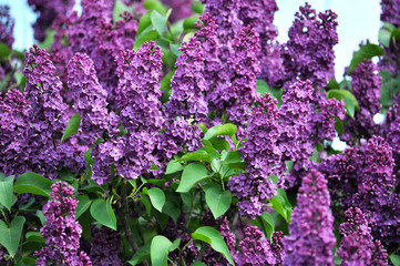 Background of lilac with green leaves and purple flowers