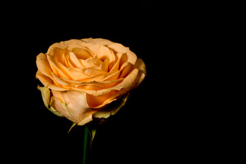 Softt orange rose on black background