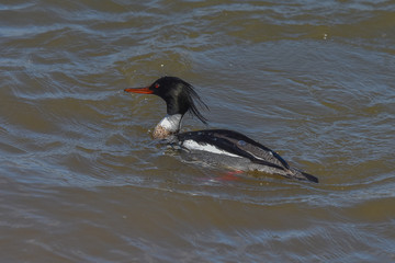 Male Common Merganser duck swimming in ocean waters