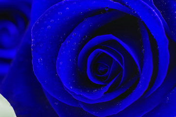Obraz na płótnie Canvas Close up of blue rose flower with water drops