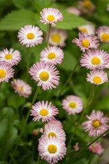 Obraz premium Closeup view of pink daisy flowers in garden