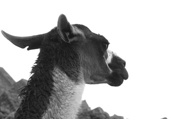 Lama © erica