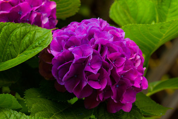 magenta hydrangea
