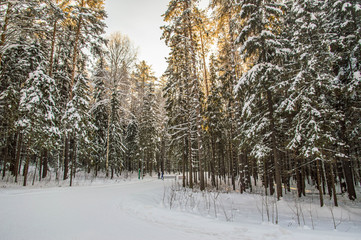 sunny weather . Winter forest landscape, snow