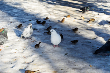 Fototapeta premium Doves and sparrows on a ground in park