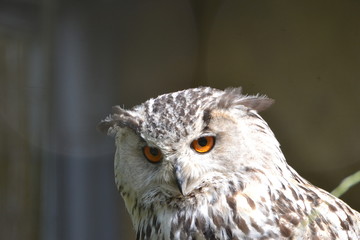 Eule