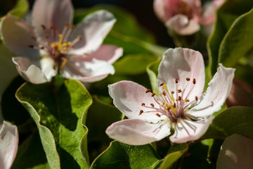 The quince (Cydonia oblonga), blooming