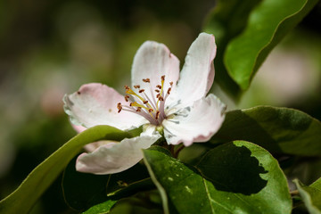 The quince (Cydonia oblonga), blooming