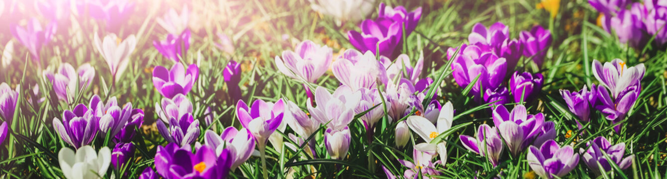 Fr&uuml;hling - Osterzeit, Krokusse in der Fr&uuml;hlingssonne, Banner
