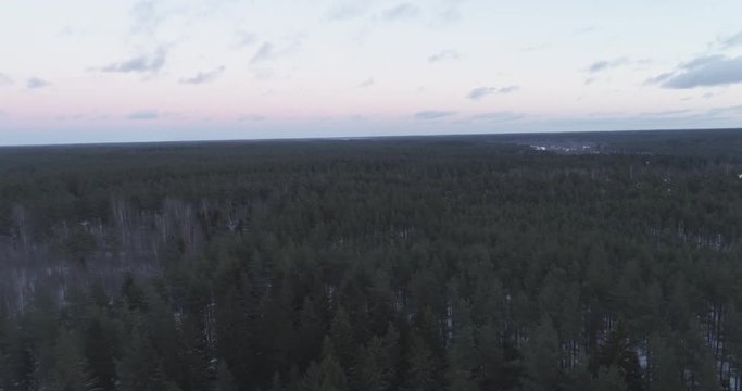 Aerial backward flight over winter pine forest in dark evening after sunset, 4k drone footage