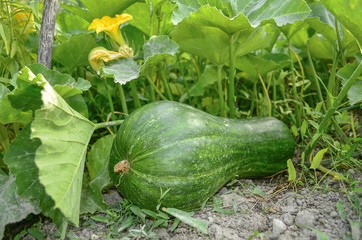 Green Pumpkin in nature