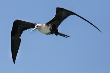 Fregattvogel auf Curacao)
