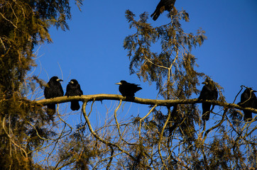 Crows on a fir tree branch