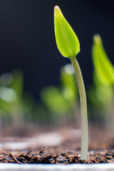 Young sprout in springtime. Closeup Sprout. New life.