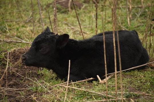 novillos y vacas Angus pastando en el campo