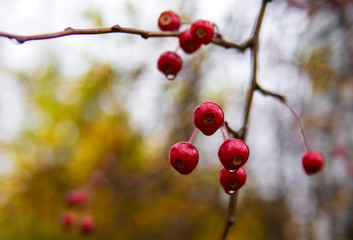 Wild apples on a branch.