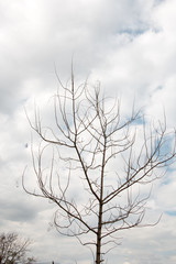 branch of treetop and sky ,cloud background with treetop